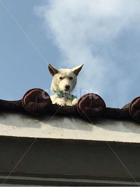 개,진돗개,강아지,반려견,백구,동물,animal,포유류,mammal,개,강아지,dog,doggy