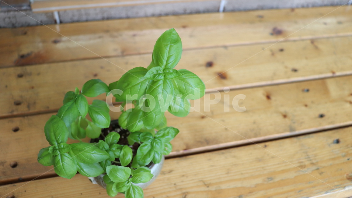 plant,화분,leaf,잎,herbal,식물,허브,바질,초록,식물,자연,plants,nature