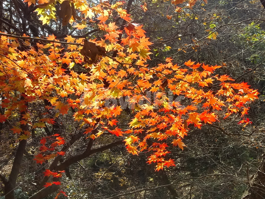 낙엽,단풍,落葉,leaves,나뭇잎,단풍나무,식물,maple,낙엽활엽관목,잎,계절,가을,자연,풍경,outdoors,옥외,fallautumnseason,naturelandscape,풍경사진,가을,계절,fall,autumn,season,leaf,plant,tree,나무