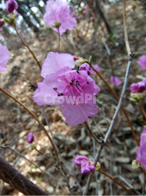 plant,식물,flower,blossom,제라늄,geranium,꽃,진달래꽃,진달래,산,봄,azalea,mountain,spring,자연,야외,공원,식물,자연,plants,nature,꽃,flower