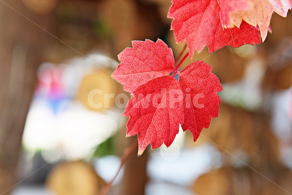 단풍,낙엽,가을,잎,식물,자연,계절,감성,색,색감,넝쿨식물,공원,가을,계절,fall,autumn,season,leaf,plant,tree,나무