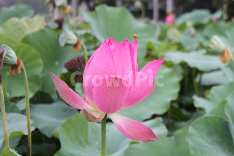 홍연,꽃,식물,불교,lotus,식물,자연,plants,nature,꽃,flower