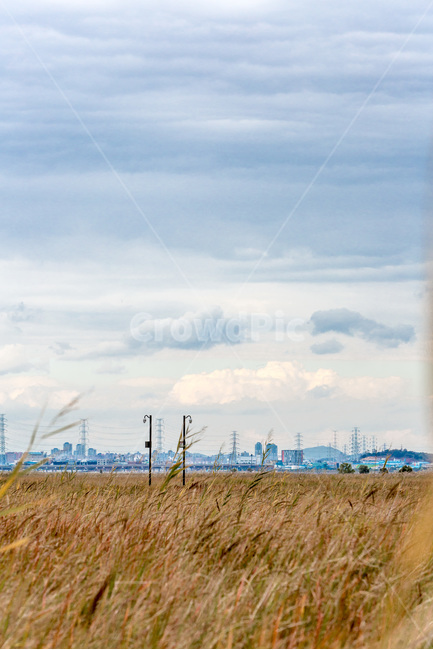 우움도,갈대,풍경,습지,감성,하늘,구름,가을,계절,fall,autumn,season,자연,풍경,nature,landscape,한국자연풍경,한국자연경관,korea nature landscape,plant,식물