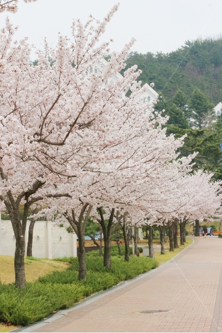 벚꽃,봄꽃,봄,풍경,한국풍경,벚꽃놀이,봄,계절,spring,season,자연,풍경,nature,landscape,plant,식물,blossom,꽃,flower