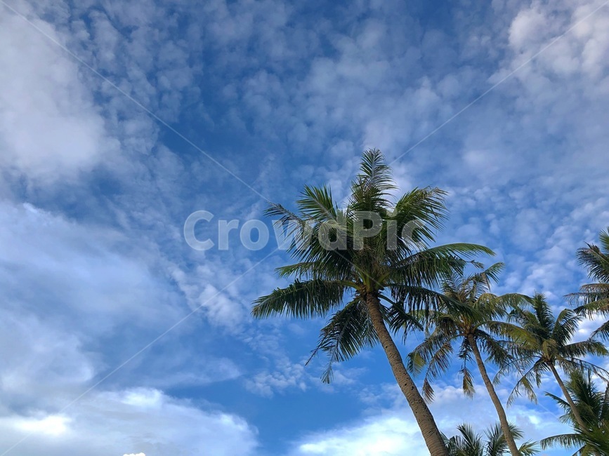 괌,guam,하늘,sky,야자수,summer,tropical,여름