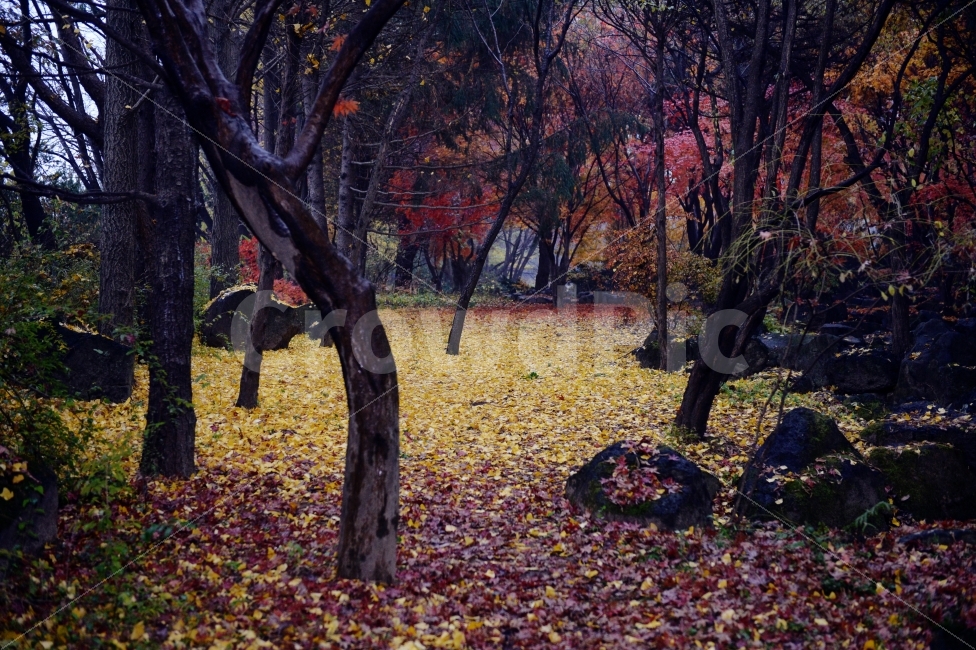 가을,계절,단풍,나무,자연,풍경,낙엽,낙엽길,autumnal,season,autumncolors,tree,nature,landscape,scenery,scene,view,fallenleaves,deadleaves,자연,풍경,nature,landscape,가을,계절,fall,autumn,season,ground,바닥,plant,식물,tree trunk,나무 줄기