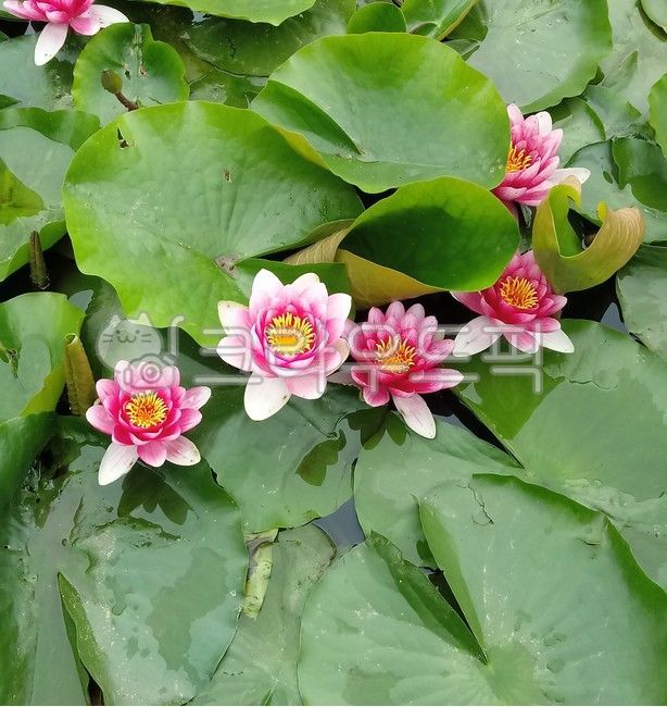 수련, 수련꽃, 자우련, waterlily, 수생식물, 사진,이미지,일러스트,캘리그라피 - 제이가온작가