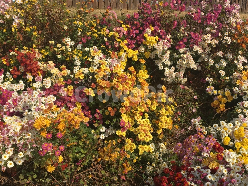 꽃,봄,자연,spring,들꽃,식물,flower,봄꽃,화순,국화,가을,봄,계절,spring,season,식물,자연,plants,nature,꽃,flower,plant