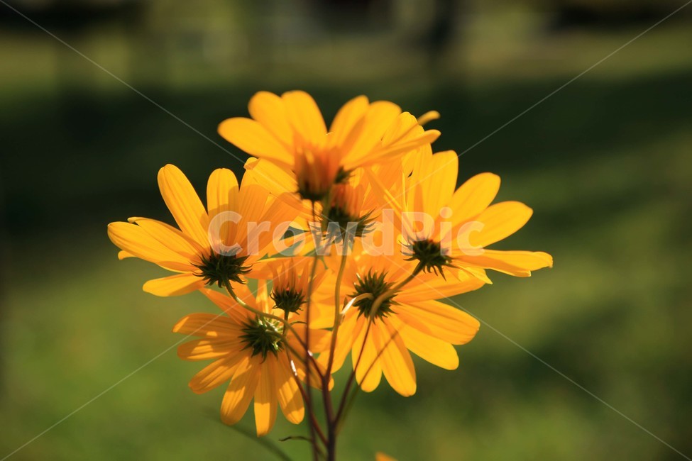 루드베키아,노랑,꽃,황색,yellow,식물,자연,plants,nature,꽃,flower