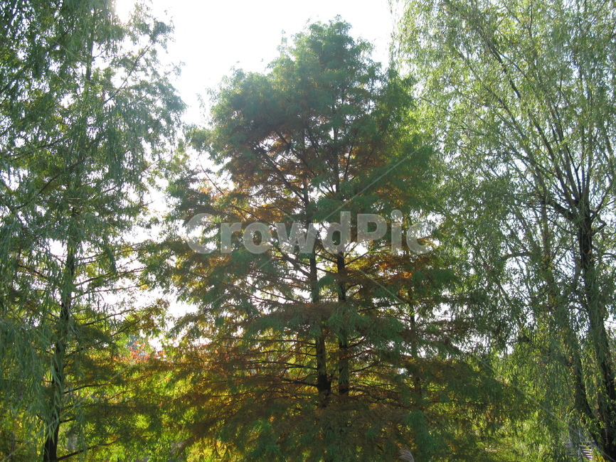 가을,공원,선유도,하늘,tree,나무,자연,풍경,nature,landscape,plant,식물
