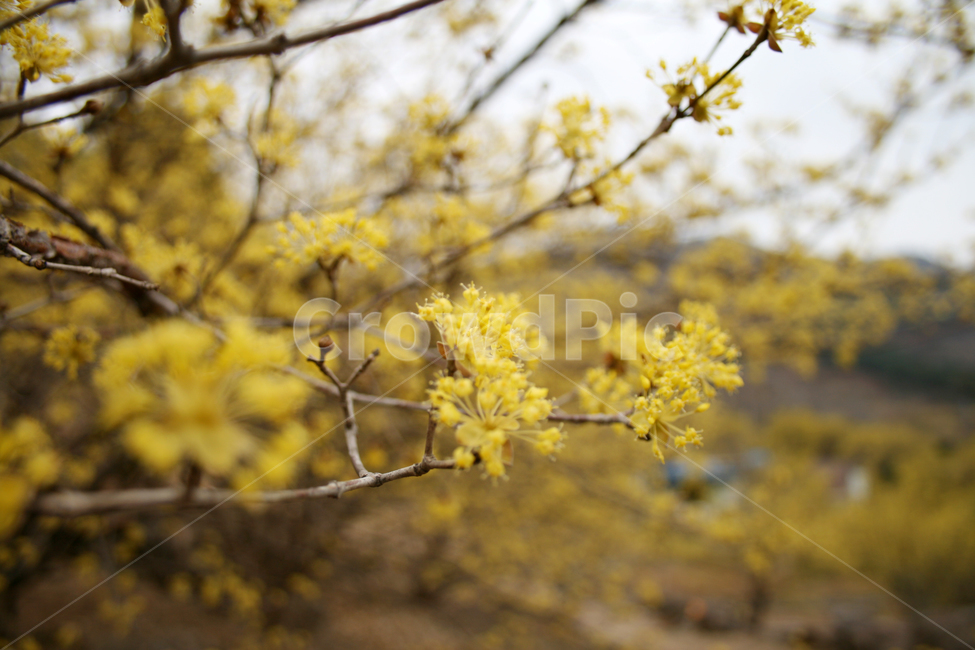산수유,봄,봄날,봄꽃,꽃,노란색,감성,spring,flower,봄길,풍경,봄,계절,spring,season,식물,자연,plants,nature,꽃,flower,plant
