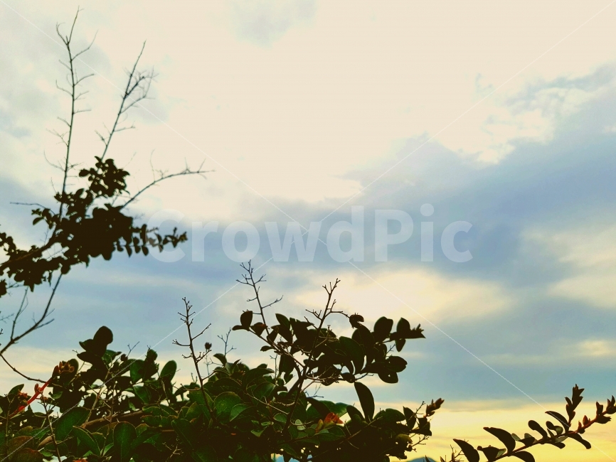 고요,일상,새벽,하늘,나무,나뭇가지,옥상,노을,색감,자연,풍경,평화,silence,Daily,dawn,sky,tree,bough,rooftop,sunset,color,nature,landscape,peace,view,식물,자연,plants,nature