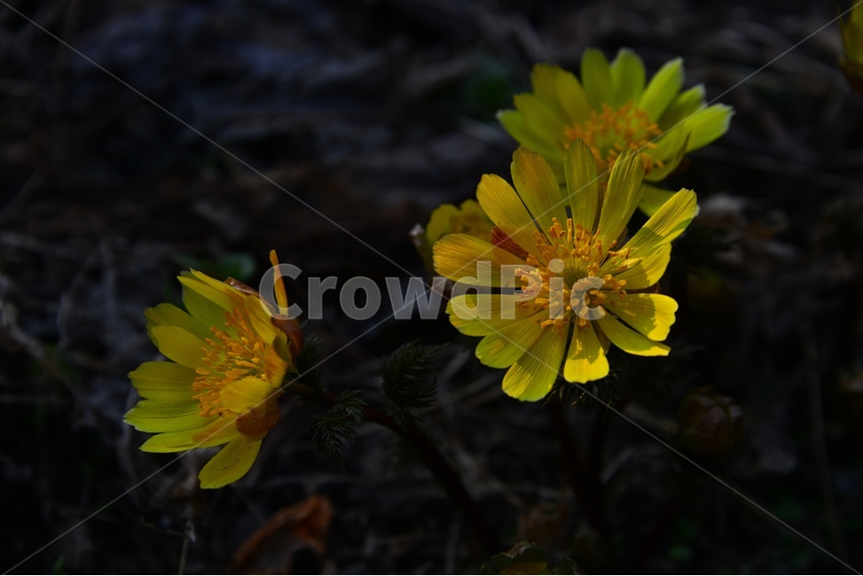 plant,식물,flower,blossom,꽃,야생화,복수초,봄꽃,노랑꽃,봄,계절,봄전령사