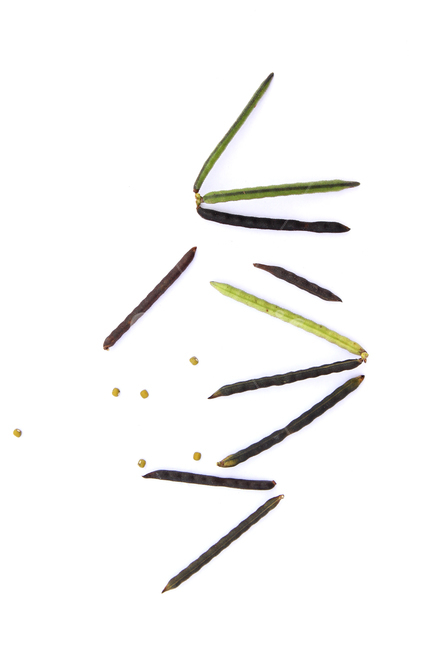 식재료,음식,음식재료,콩,곡식,곡류,식품,곡물,농작물,녹두,껍질,껍데기,녹두콩,콩껍질,콩깍지,알갱이,녹색,그린,초록색,흰배경,탑앵글,탑뷰,블랙,갈색,브라운,음식,식재료,요리,food,cook,meal,dishes,food reserves,콩류,견과류,beans,pulse,nuts,dry fruits