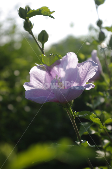 무궁화,꽃,식물,flower,plant,식물,자연,plants,nature,꽃,flower