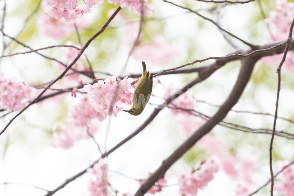 봄,벚꽃,새,조류,자연,봄꽃,핑크,봄,계절,spring,season,식물,자연,plants,nature,꽃,flower,동물,animal,조류,새,birds,plant,cherry blossom,blossom