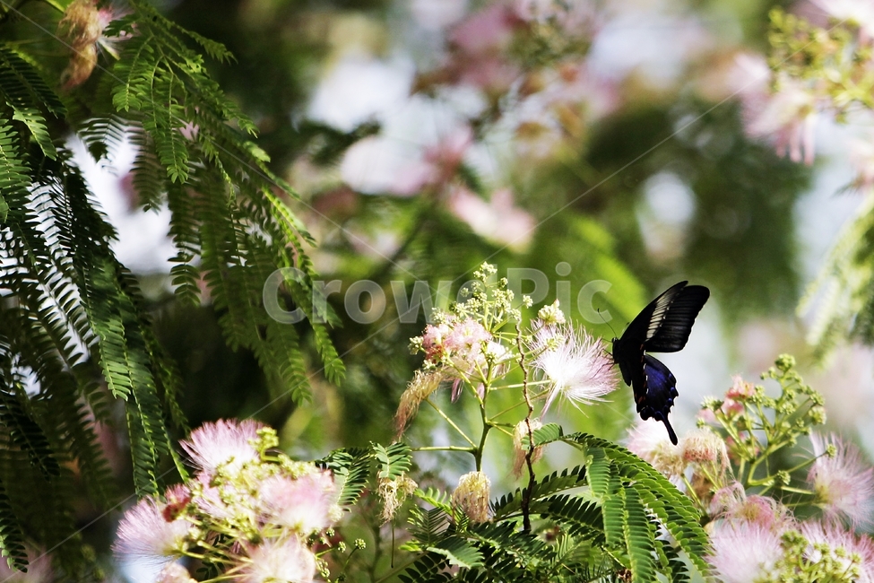 나비,버터플라이,butterfly,여름,nature,식물,자연,plants,nature,꽃,flower,동물,animal,곤충,벌레,insect,bug