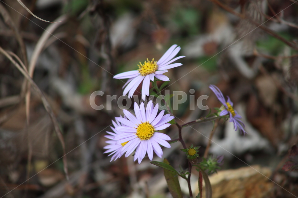 쑥부쟁이,꽃,식물,야생화,asteryomena,식물,자연,plants,nature,꽃,flower