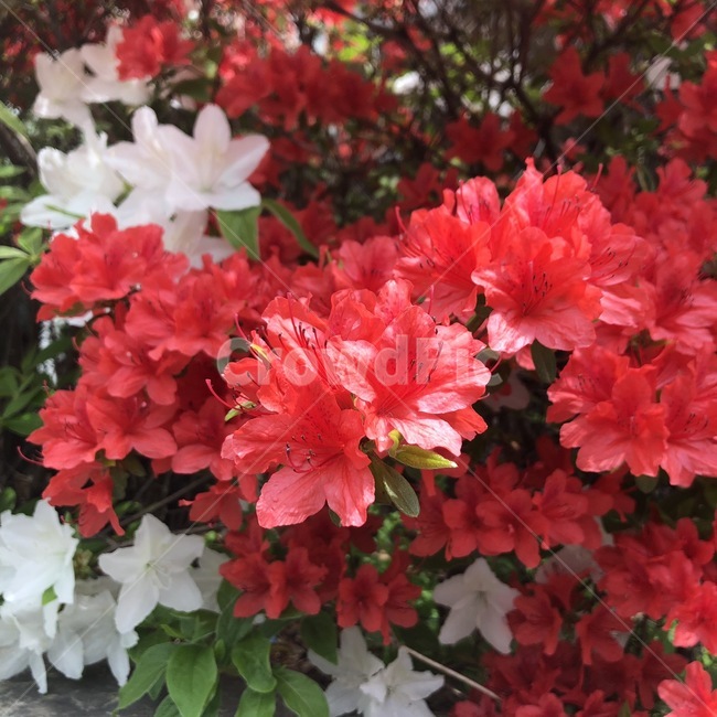 꽃,영산홍,진달래,붉은색,red,강렬한,돋보이는,flower