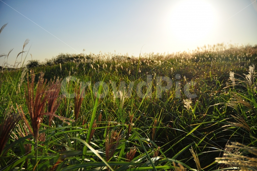가을,상암동,하늘공원,억새풀,갈대,자연,배경,sky,park,autumn,korea,nature,silvergrass,가을,계절,fall,autumn,season,자연,풍경,nature,landscape,식물,plants,휴식,힐링,rest,relaxation,healing,outdoors,옥외,grassland,목초지,field,들,grass,잔디,plant