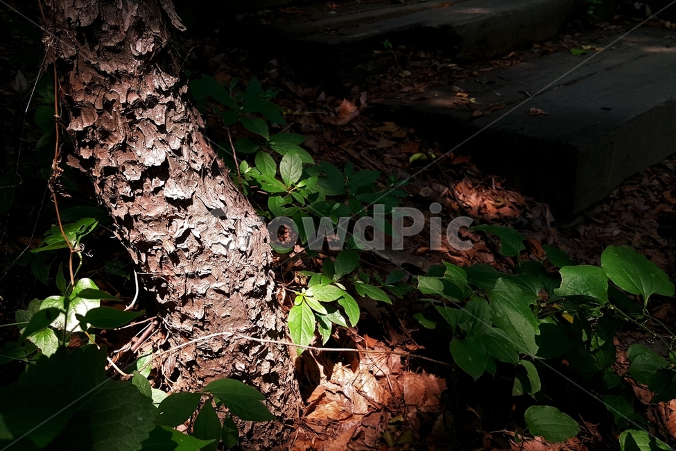 숲,나무,자연,햇빛,식물,여름,연두,녹색,녹음,숲그늘,green,cool,woods,forest,evergreen,leaves,branches,sunlight,shadow,healing