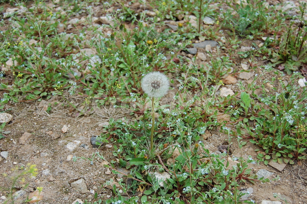 꽃,민들레,분꽃,바이올렛,노란꽃,보라색꽃,자연,민들레꽃,봄꽃,봄,산,초록식물