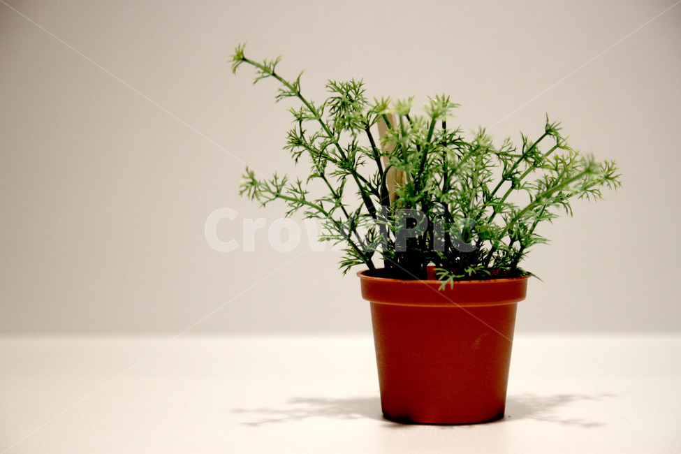 화분,인조화분,pot,artificialpot,식물,plant,실내용화초,화분,화초,house plant