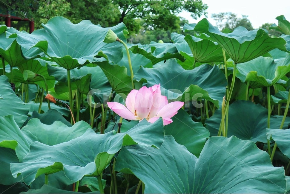 연꽃,여름,봄,plant,식물,flower,blossom,꽃,식물,자연,plants,nature,꽃,flower
