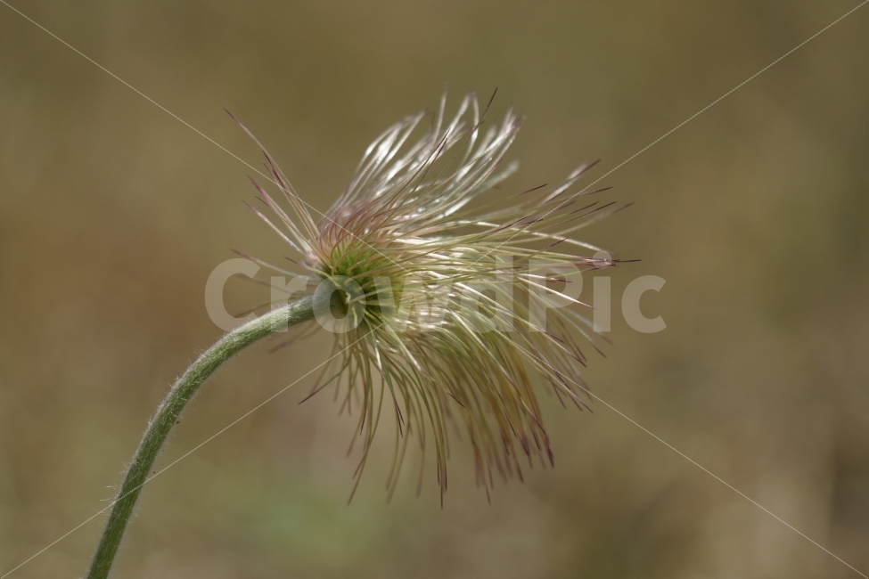 할미꽃,홀씨,플라워,4월,식물,자연,봄,spring,nature,flower,꽃사진,감성,감성사진,plants,번식,계절,season,풍경,landscape,식물,자연,plants,nature,꽃,flower