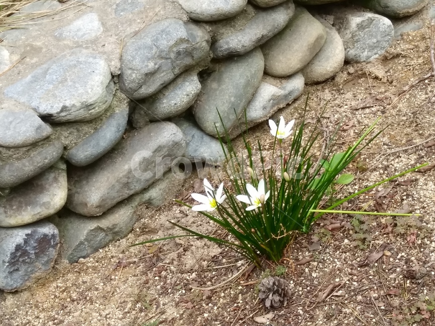 샤프란,흰꽃,흰색꽃,플라워,하얀꽃,식물,자연,plants,nature,꽃,flower
