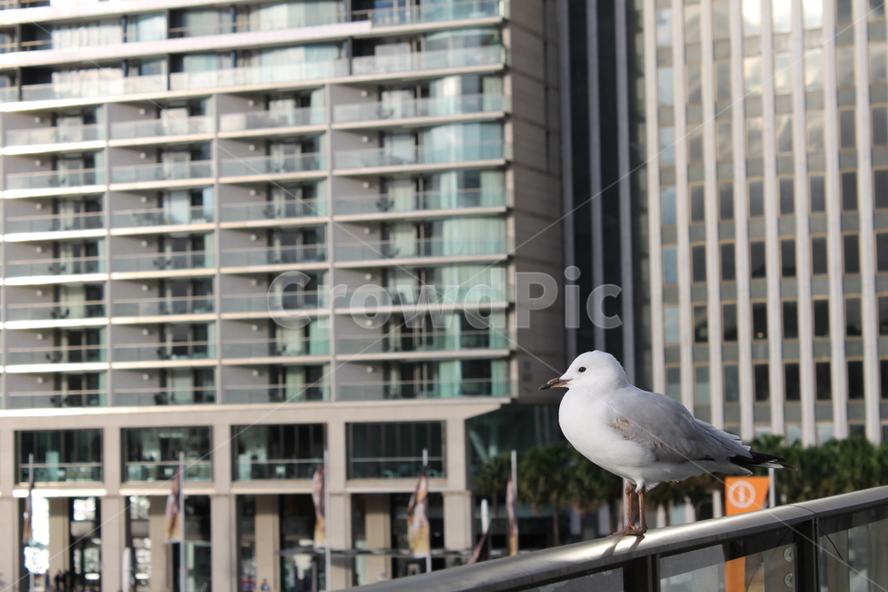 갈매기,seagull,animal,동물,bird,새,town,building,건물,시티,동물,animal,조류,새,birds