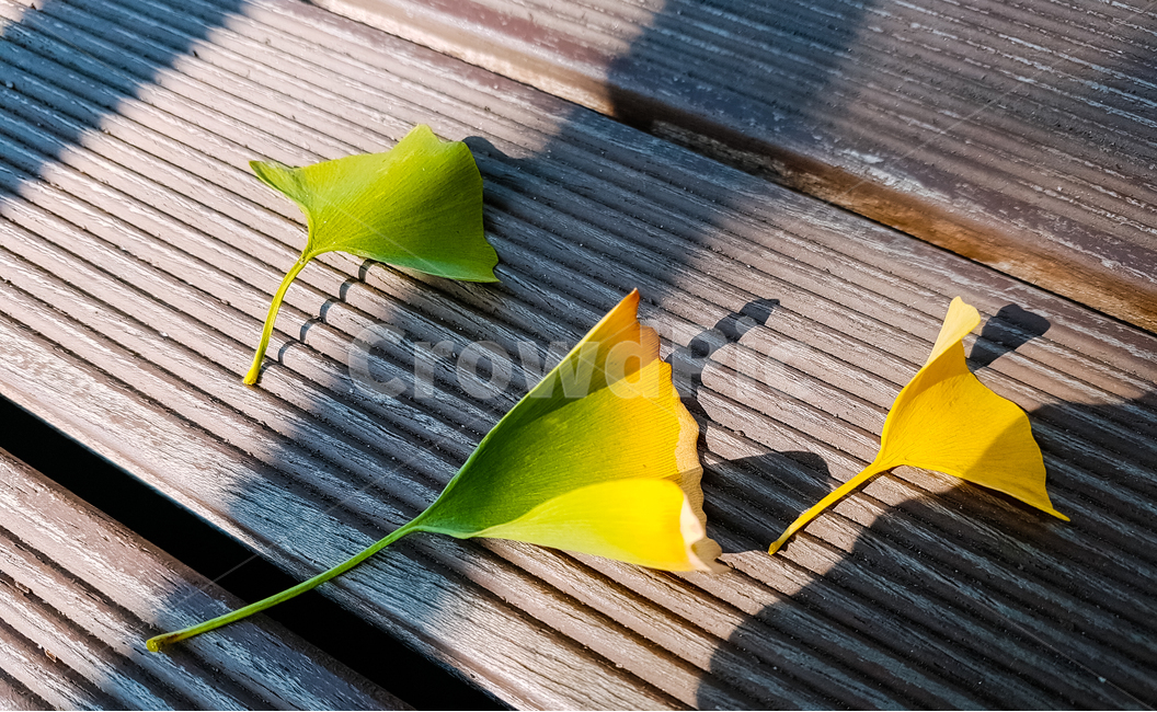 낙엽,가을,은행잎,자연,식물,나무,그라데이션,식물,자연,plants,nature