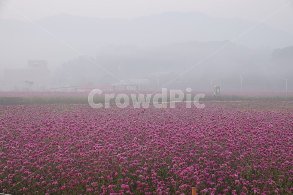 nature,자연,천일홍,꽃,꽃밭,아침,안개