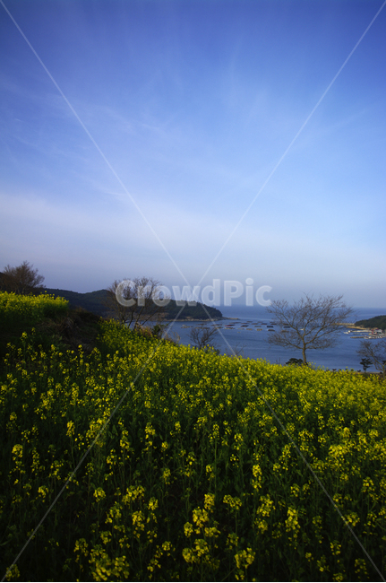 유채꽃,꽃밭,꽃,flower,계절,봄,spring,하늘,구름,풍경,바다,봄,계절,spring,season,자연,풍경,nature,landscape,grassland,목초지,outdoors,옥외,field,들,farm,농장,rural,농촌,meadow