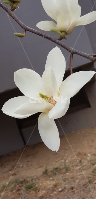 꽃,목련,단아함,우아함,흰색,식물,자연,plants,nature,꽃,flower