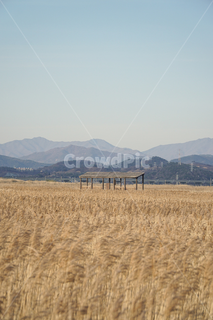 plant,식물,nature,자연,순천만습지,순천,outdoors