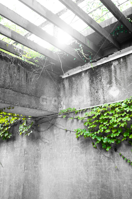 서울숲,공원,녹색,초록색,흑백사진,가을,햇빛,햇살,빛,green,park,blackandwhite,식물,자연,plants,nature,흑백,모노톤,monochrome,black and white