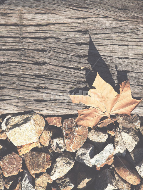 감성,감성사진,가을,나뭇잎,철도,가을,계절,fall,autumn,season,leaf,잎,plant,식물