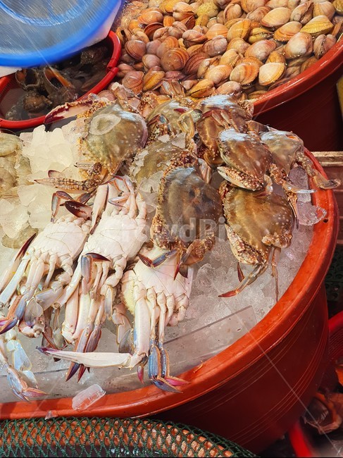 해산물,수산시장,어시장,수산물,소라,새조개,멍게,멍개,낙지,조개,시장,뻘낙지,꽃게,가리비,food,식재료,요리,seafood,수산물,해산물,fishery products,seafood