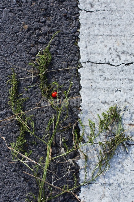 도로,자연,열매,아스팔트,ground,바닥,plant,식물