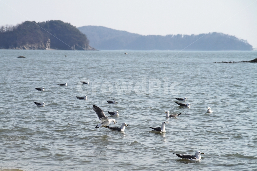 겨울바다,갈매기,파도,자연,감성,섬,동물,animal,조류,새,birds