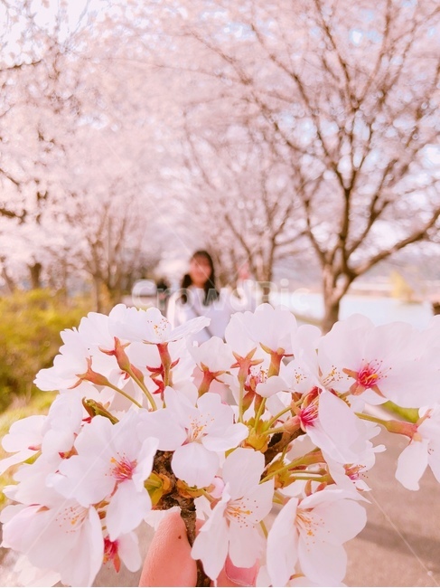 벚꽃,여성,꽃,산책,여성뒷모습