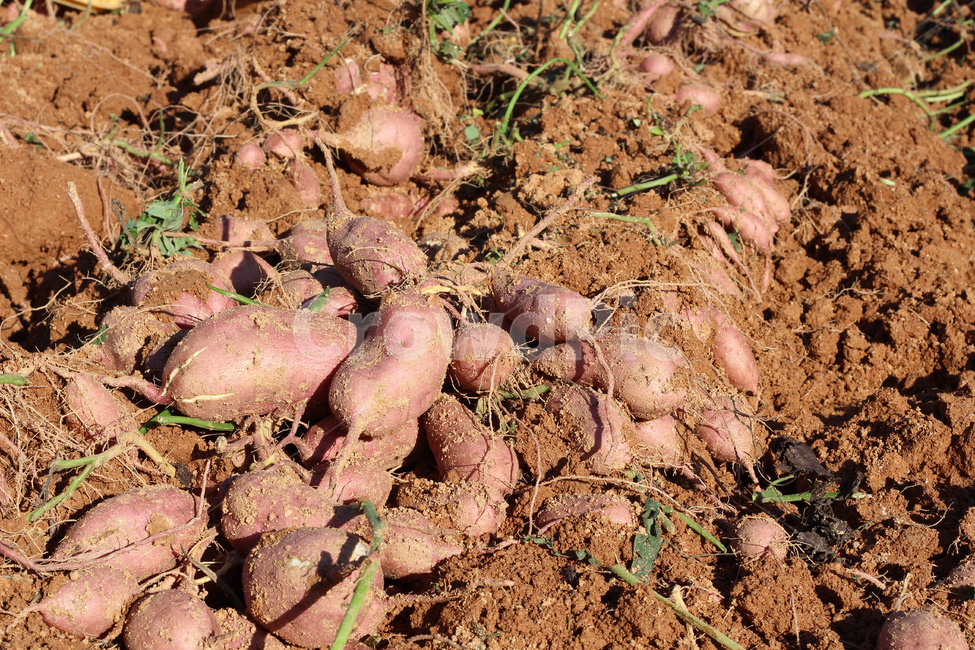 sweet potato,Sweet potato cultivation,Sweet potato farming,Sweet Potato Harvest,sweet potato field