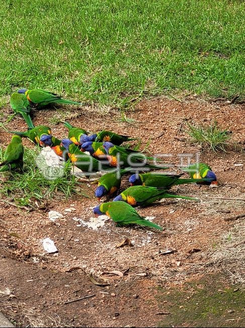 호주,새,무지개새,australia,park,rainbowlorikeet,오색앵무,앵무새,animal,beak,부리