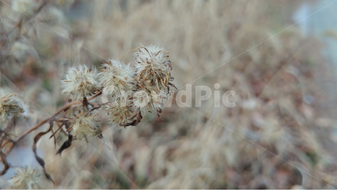 자연,씨앗,배경,아웃포커싱,갈색,식물,자연,plants,nature