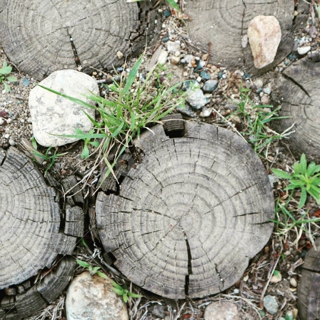 길,사진,나무,여유,생명,식물,자연,plants,nature