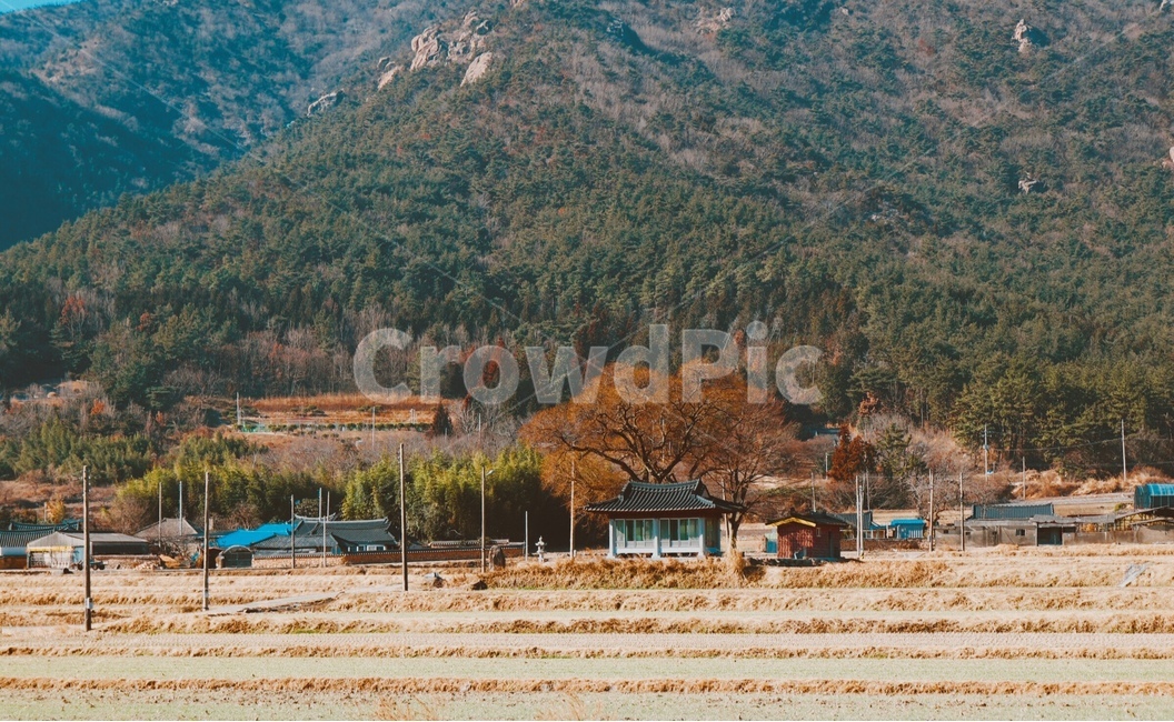 시골,나무,감성,논,밭,시골,마을,풍경,landscape,country,rural,town,감성,sensible,feeling