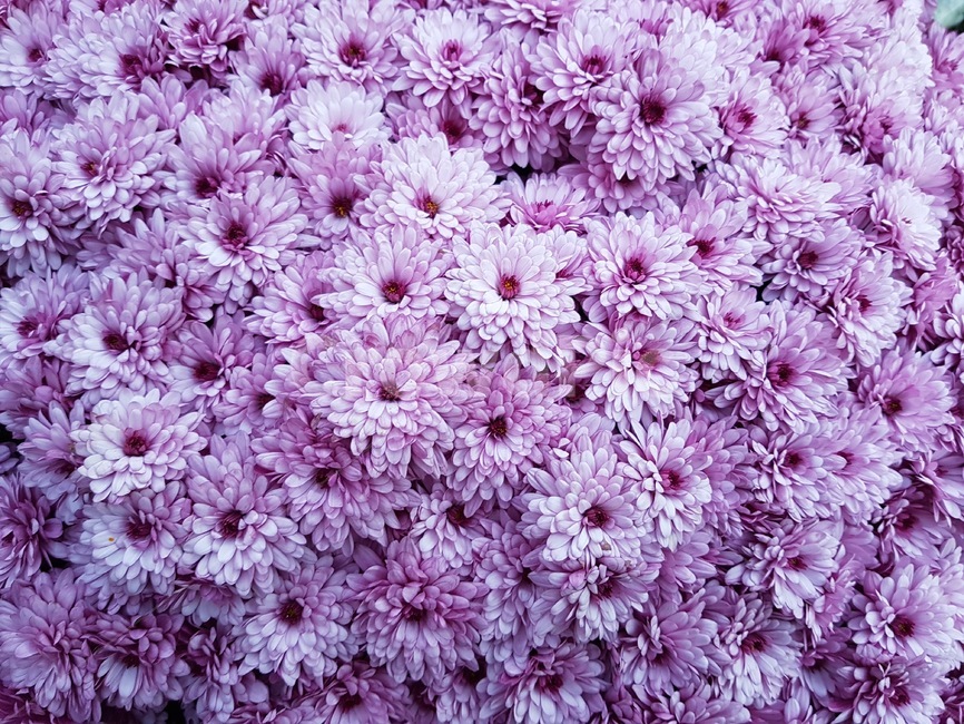 꽃,보라색,식물원,식물,꽃밭,가을,가을꽃,purple,violet,flower,tree,fall,autumn