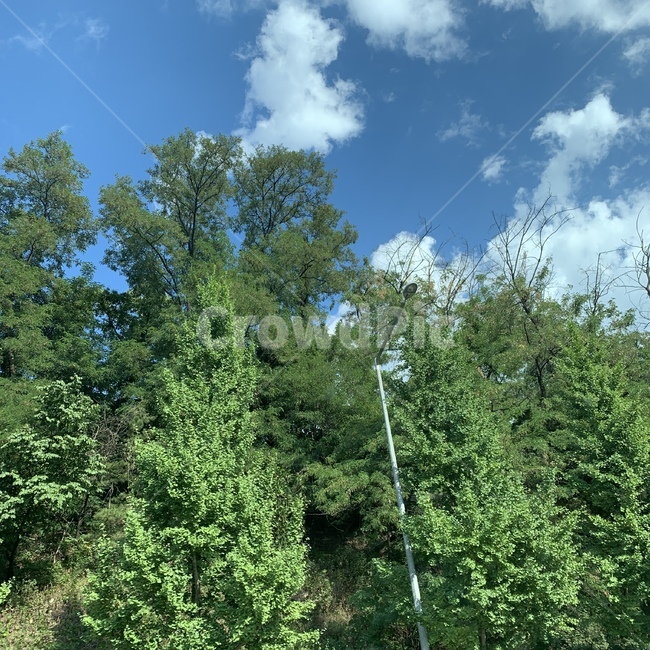 plant,식물,tree,나무,풍경,하늘