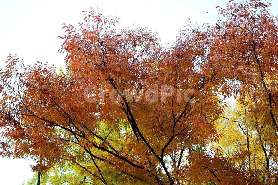 단풍,나무,단풍나무,느티나무,가을,자연,풍경,가을,계절,fall,autumn,season,식물,자연,plants,nature,나무,trees,wood,tree,maple,plant,leaf,잎